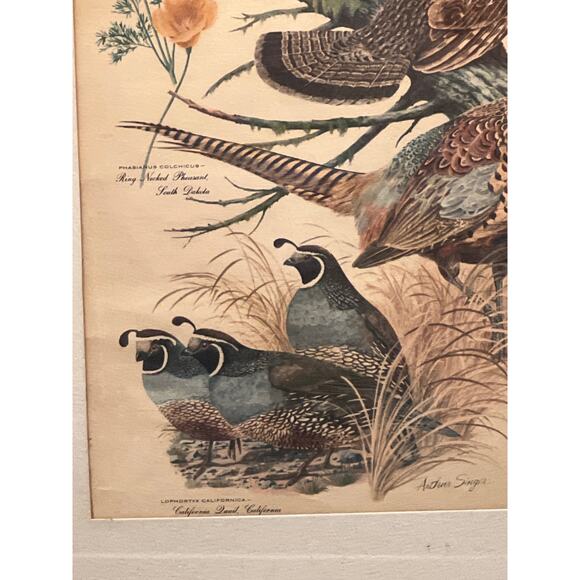 Vtg Pheasant Lithograph Print Arthur Singer Flora Fauna 14x16 Framed Botanical - Picture 6 of 9